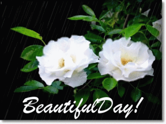 beyaz hareketli gül