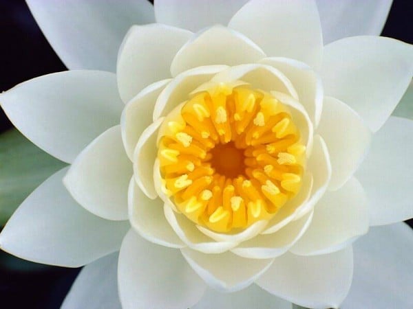 beyaz yıldız çiçek