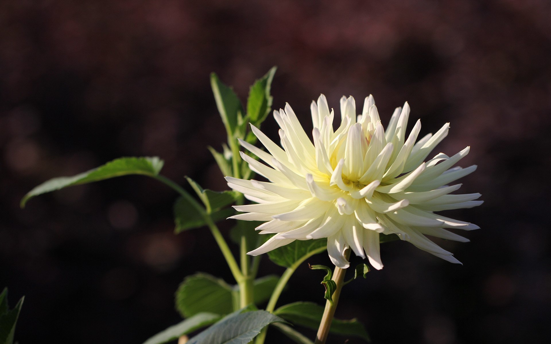 beyaz yıldız çiçeği