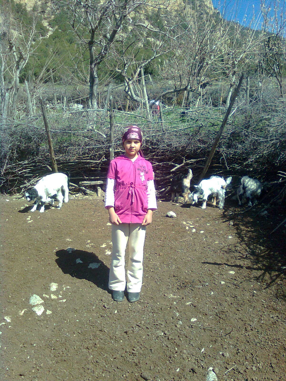 bolu göynük soğukçam köyü keçi yavruları ağılda