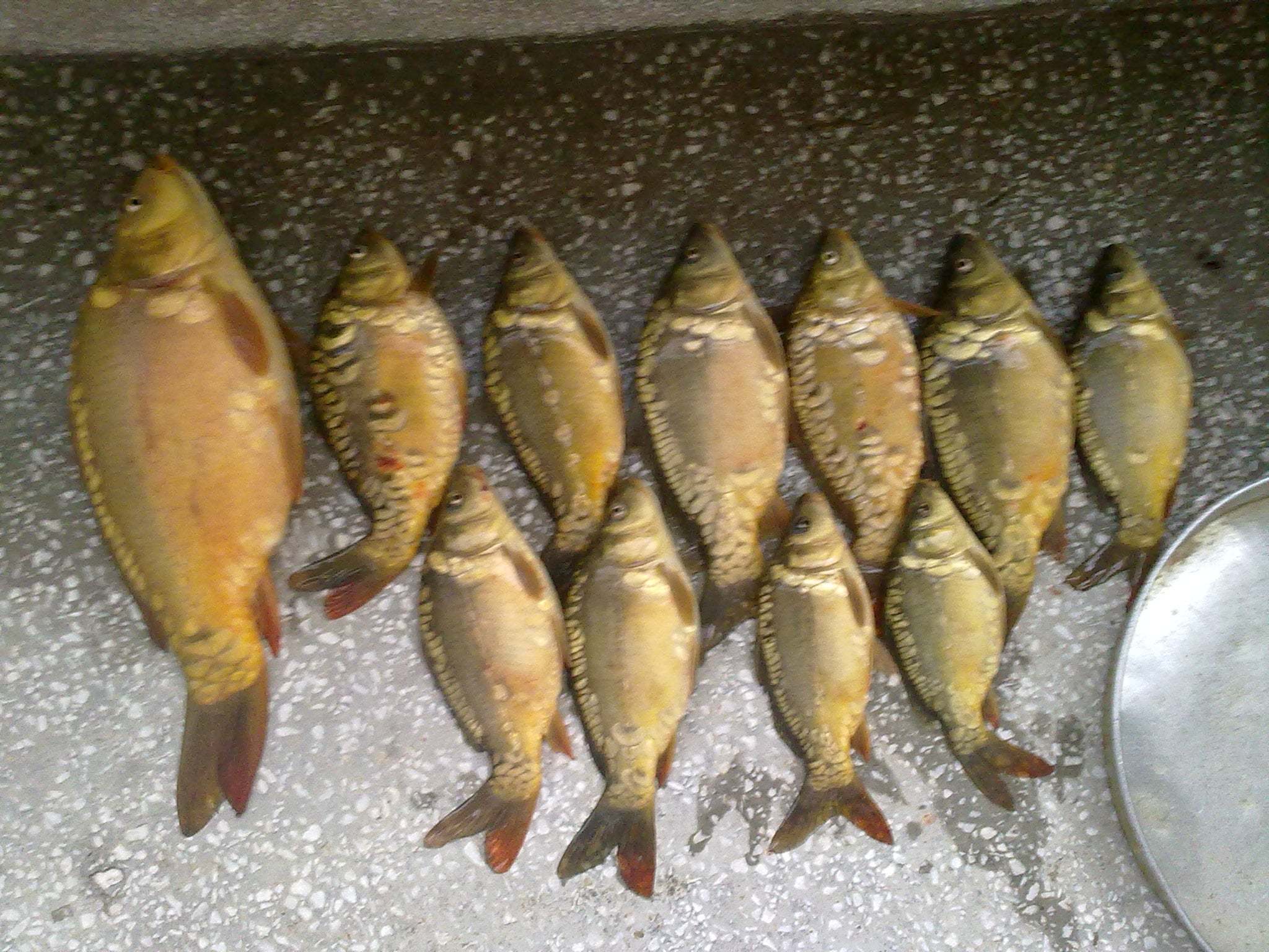 bolu karacasu beldesi amca bey gölü balıkları