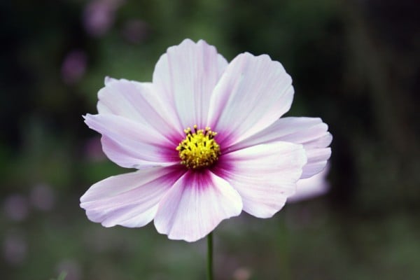 bordo beyaz çiçek