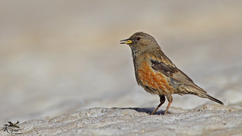 büyük dağ bülbülü