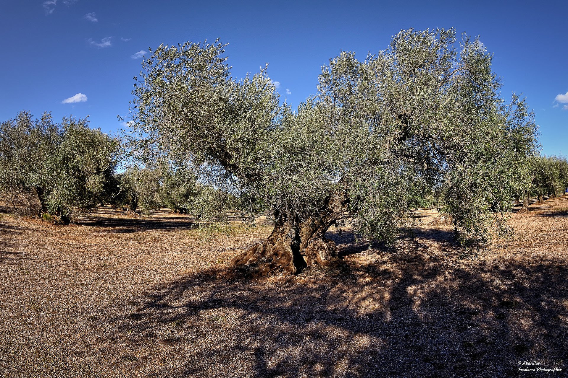büyük zeytin ağacı