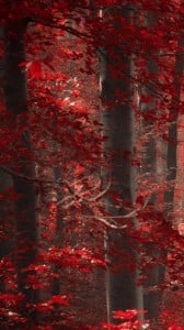 büyülü orman 1080x1920