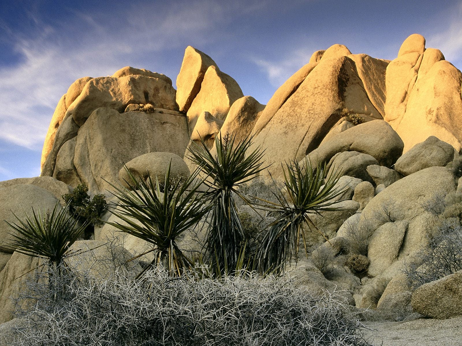 california-joshua-tree-national-parki-1306183159