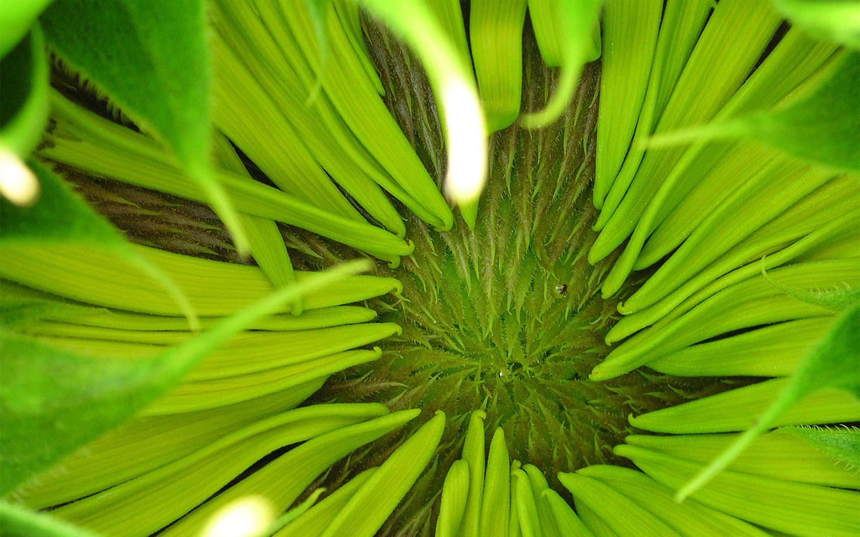 cesitli-duvar-kagitlari-184-1301343241