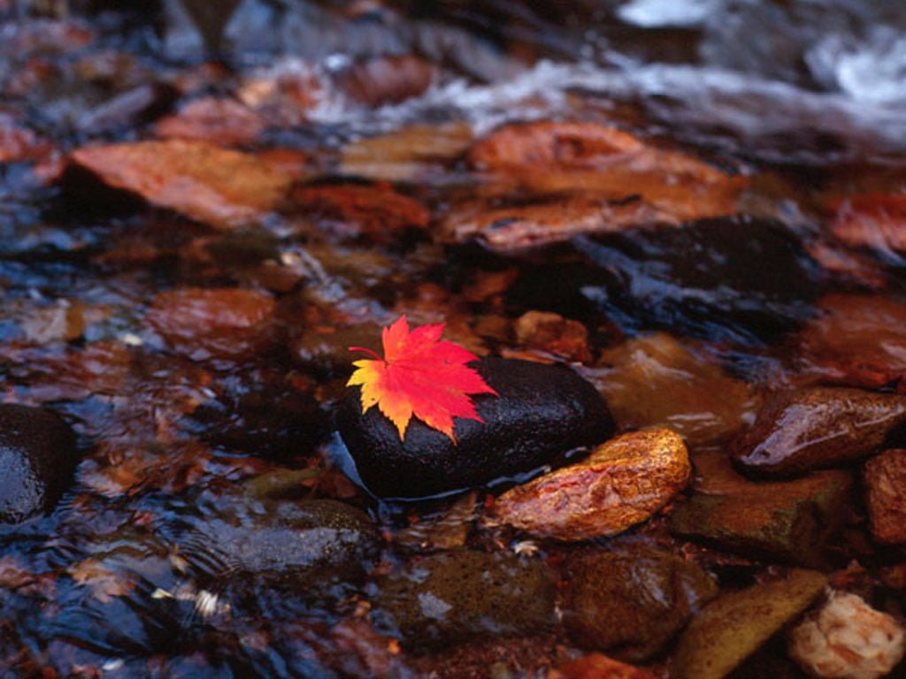 cesitli-manzaralar-119-1300653222