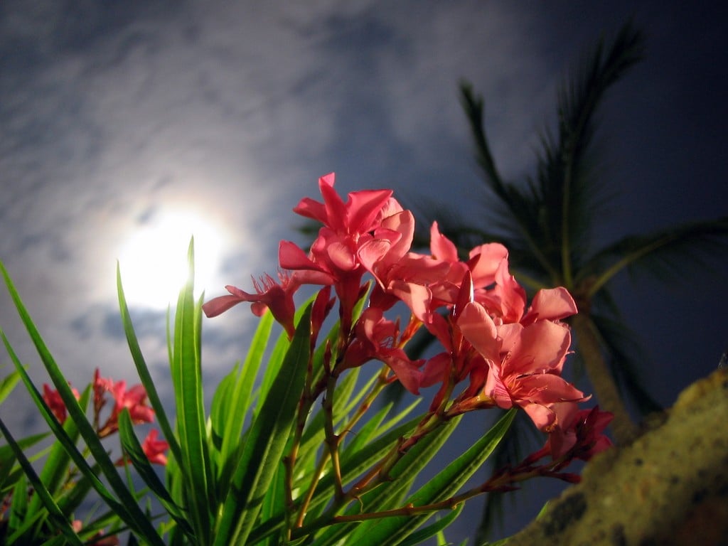 cicek-manzaralari-6-1285686132