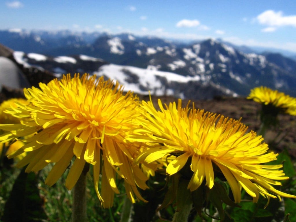 cicek-manzaralari-7-1285745173