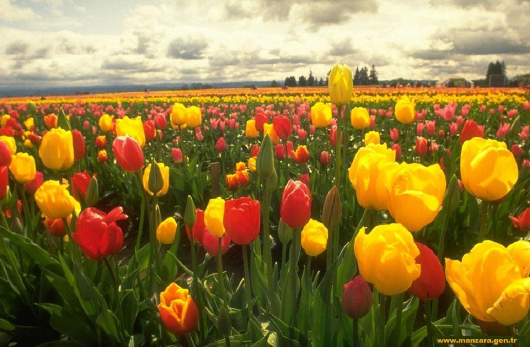 cicekli-manzaralar-1-1299437506