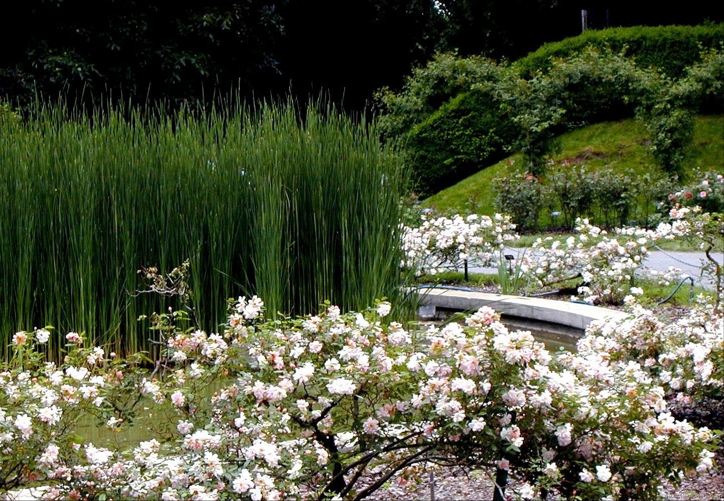 cicekli-manzaralar-13-1300478321