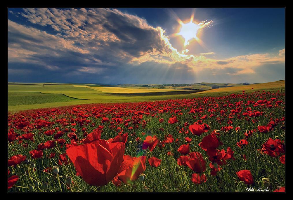 cicekli-manzaralar-2-1299440263