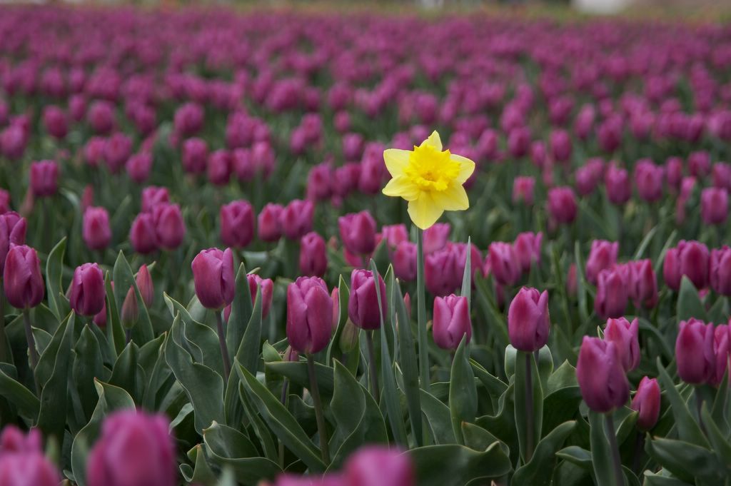 cicekli-manzaralar-20-lale-nergis-1300489950