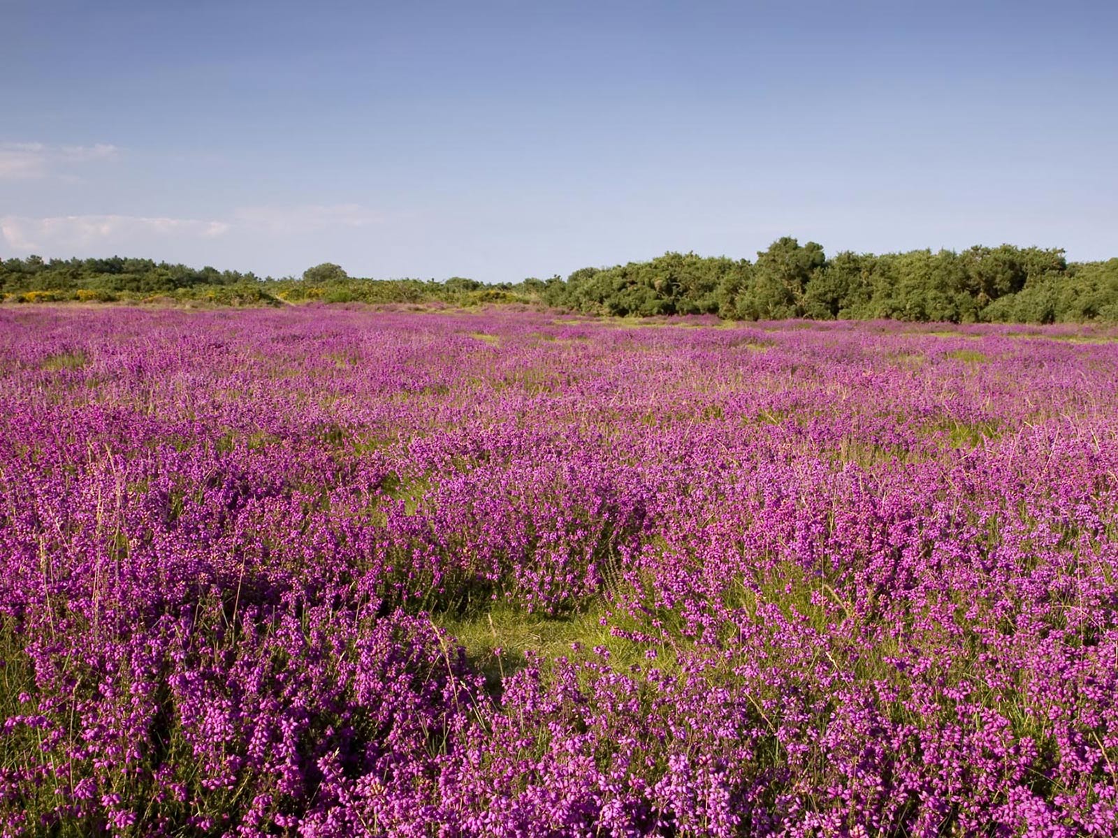 cicekli-manzaralar-55-1301513498