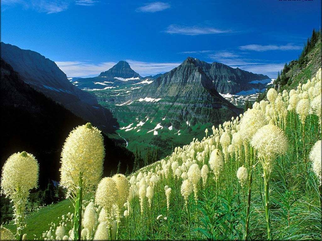 cicekli-manzaralar-6-1300476495