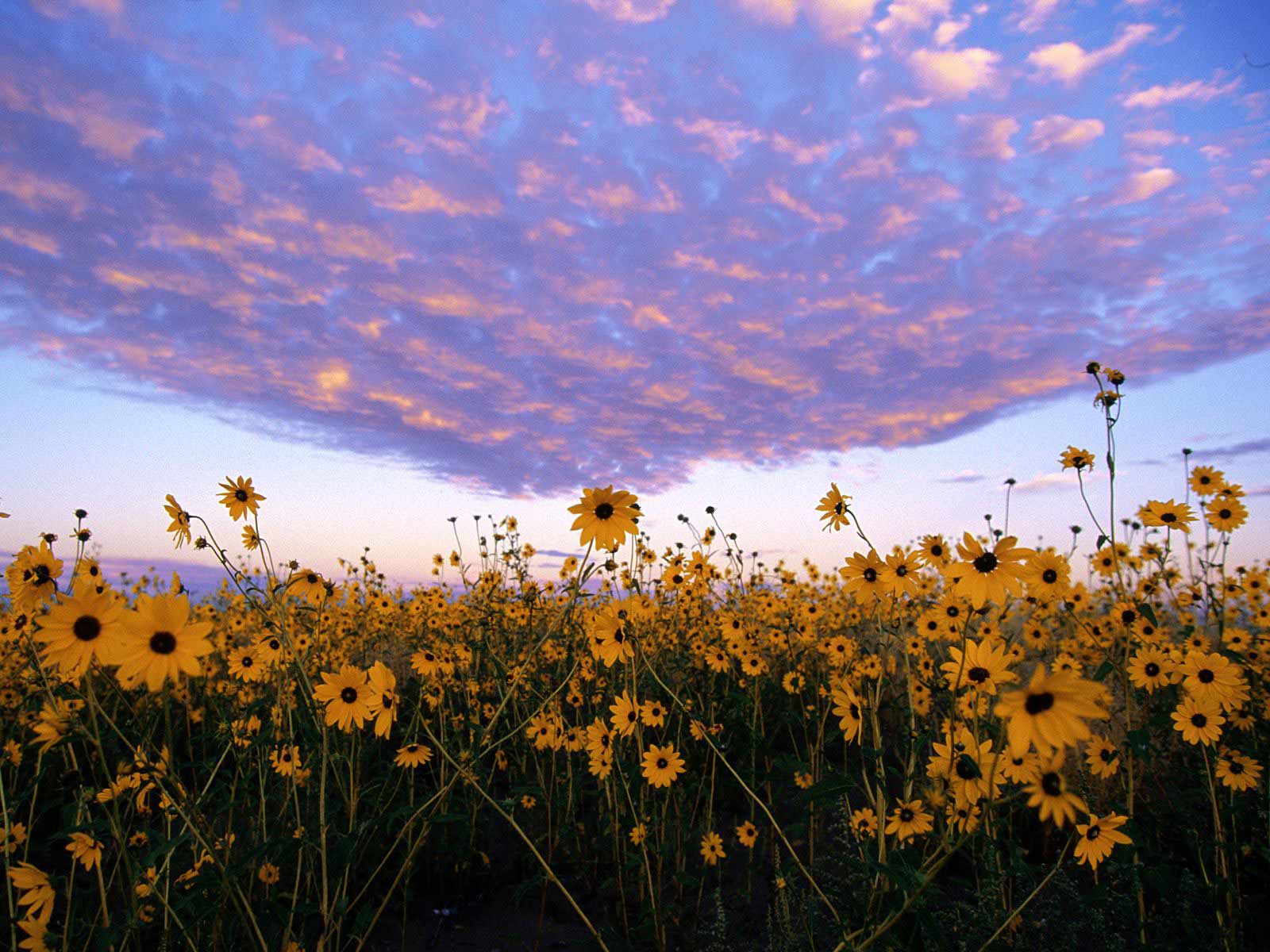 cicekli-manzaralar-66-1303761258