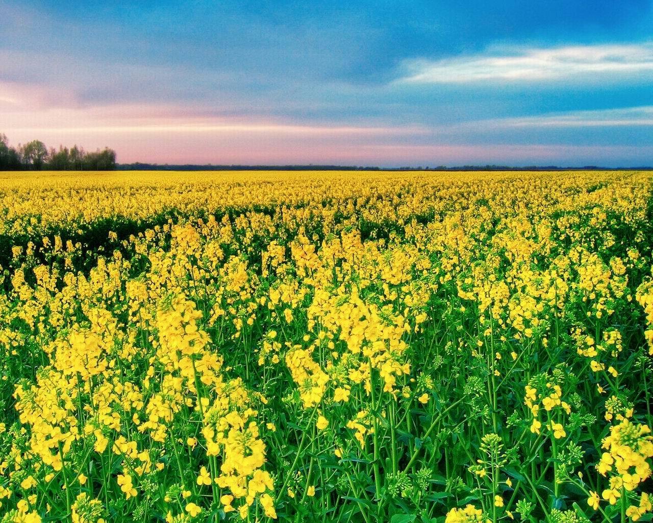 cicekli-manzaralar-69-1303762934