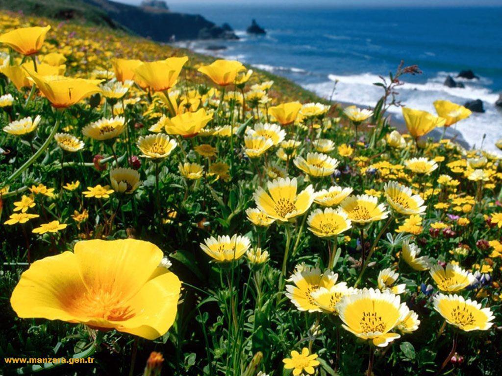 cicekli-manzaralar-9-1300477018