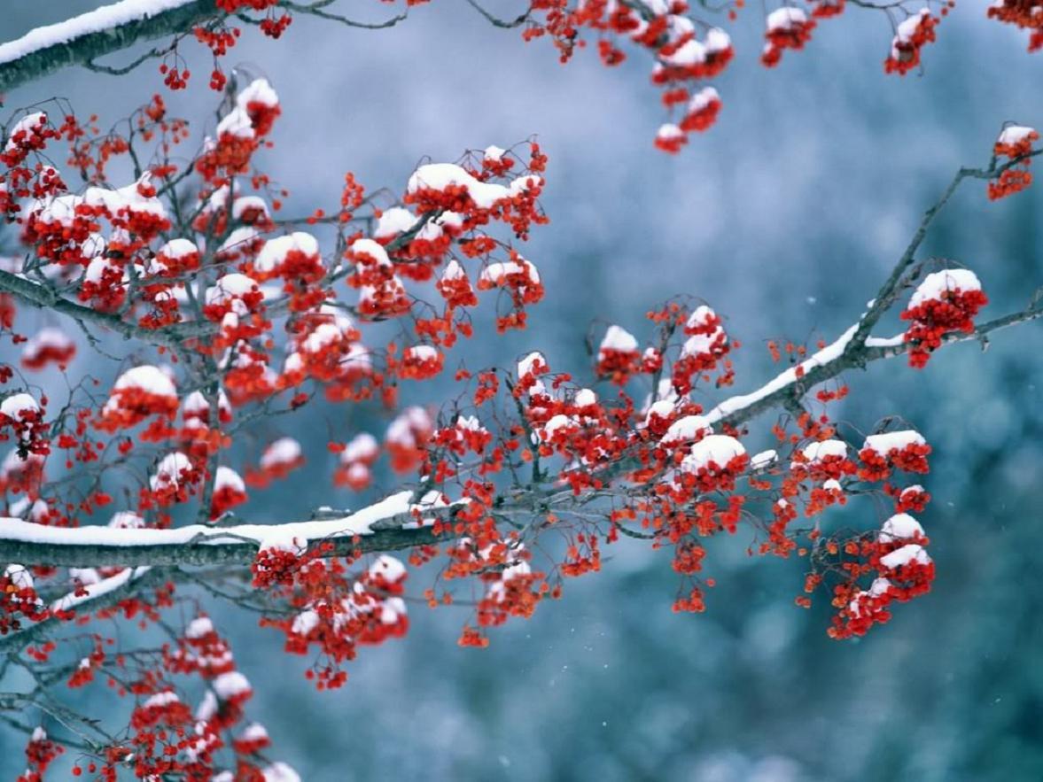 donmus-meyveler-3-1298663699