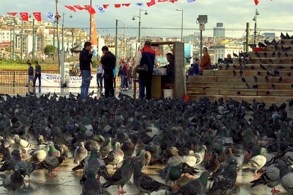 eminönü ve güvercinler