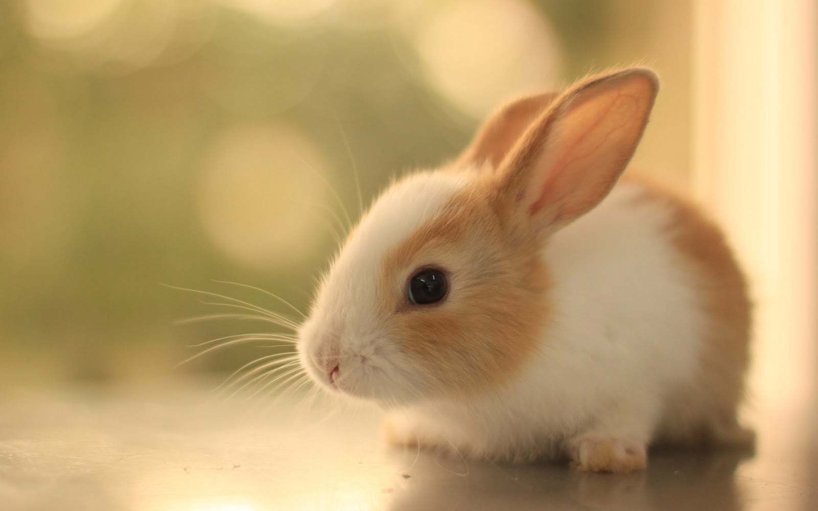 en tatlı tavşan