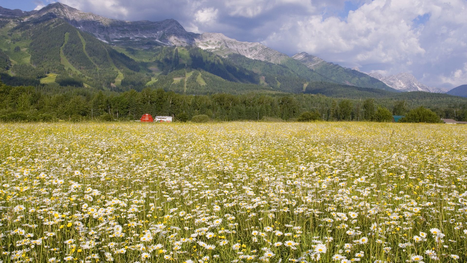field_of_daisies_elk_valley_british_columbia-65-1303761085