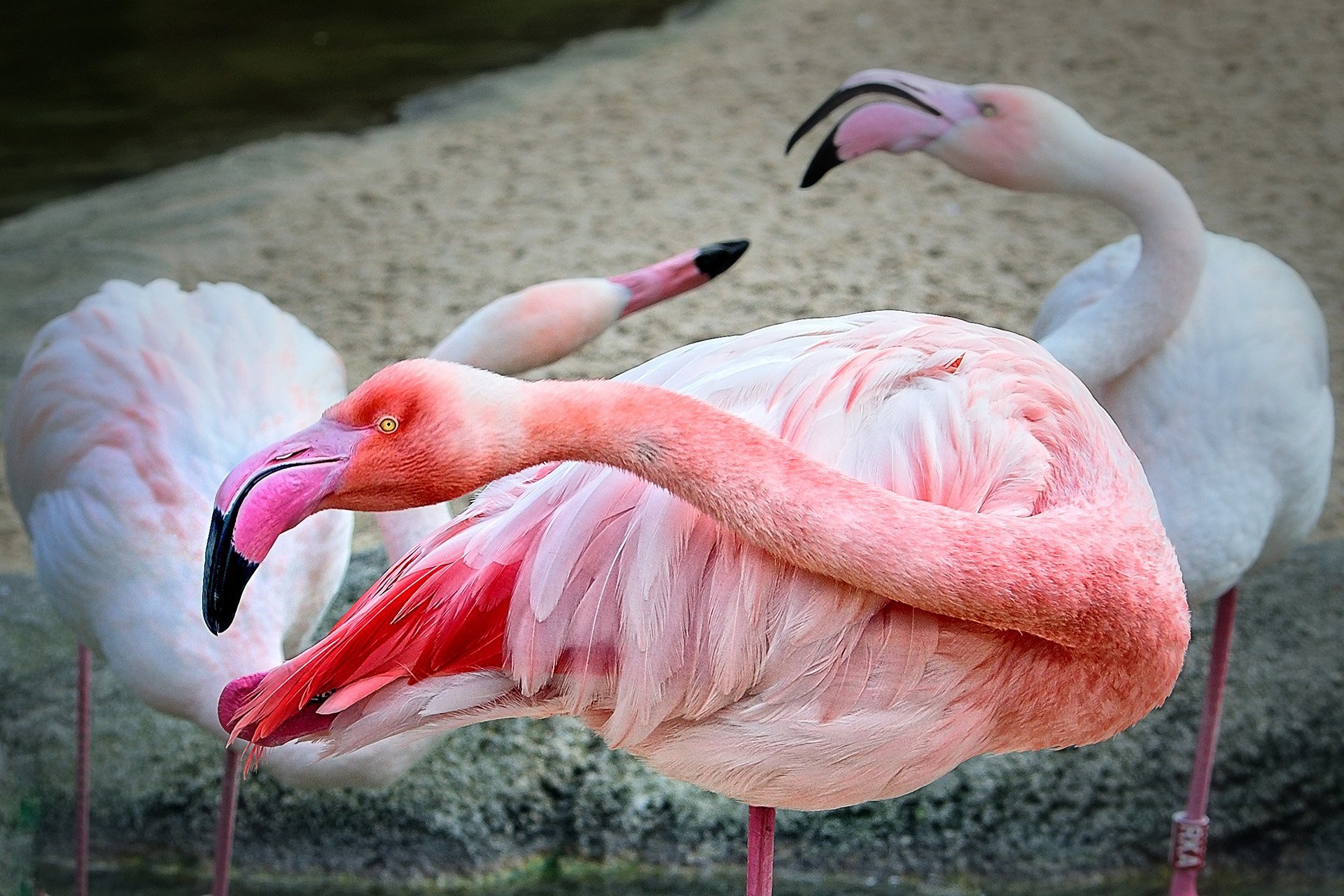 flamingo fotoğrafı