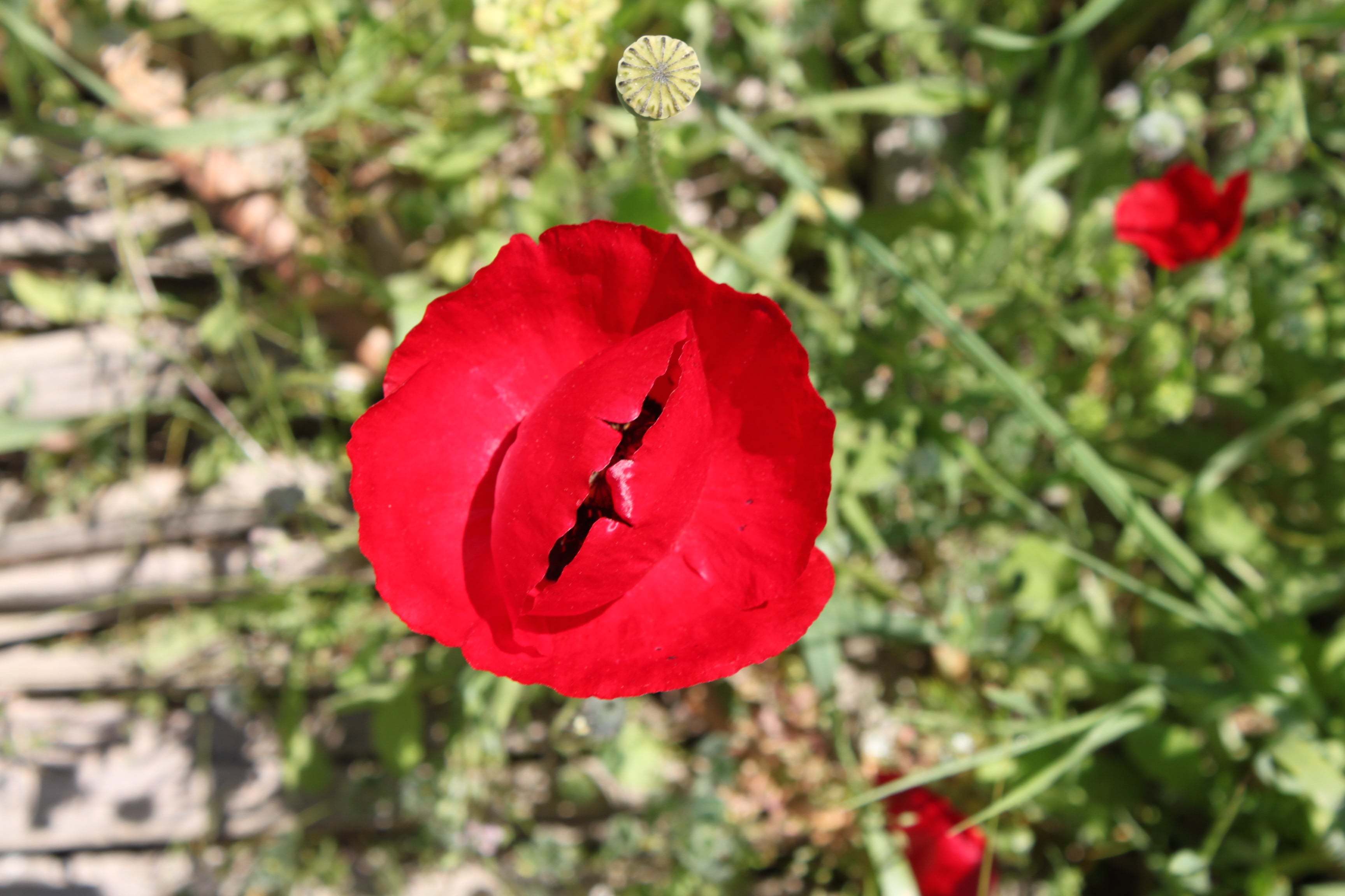 gelincik fotoğrafı