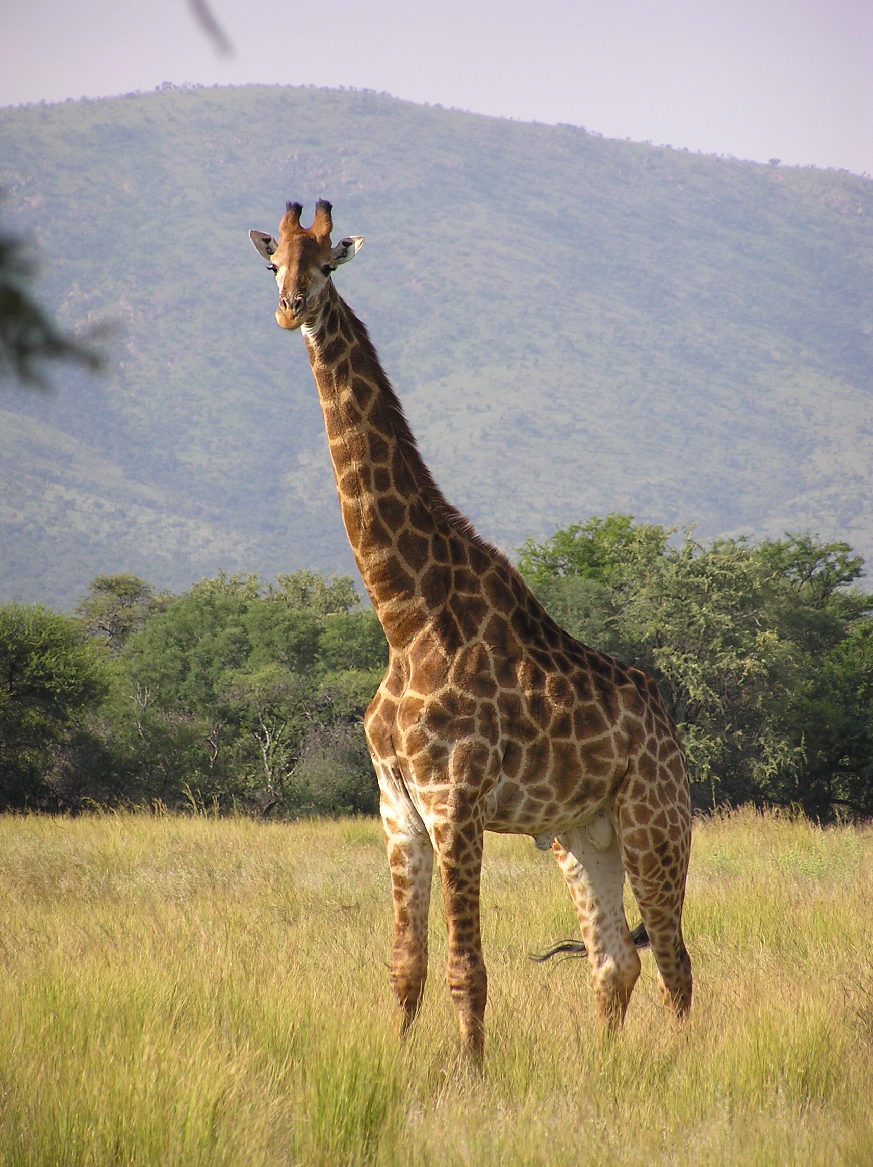 giraffe-zurafa.jpg