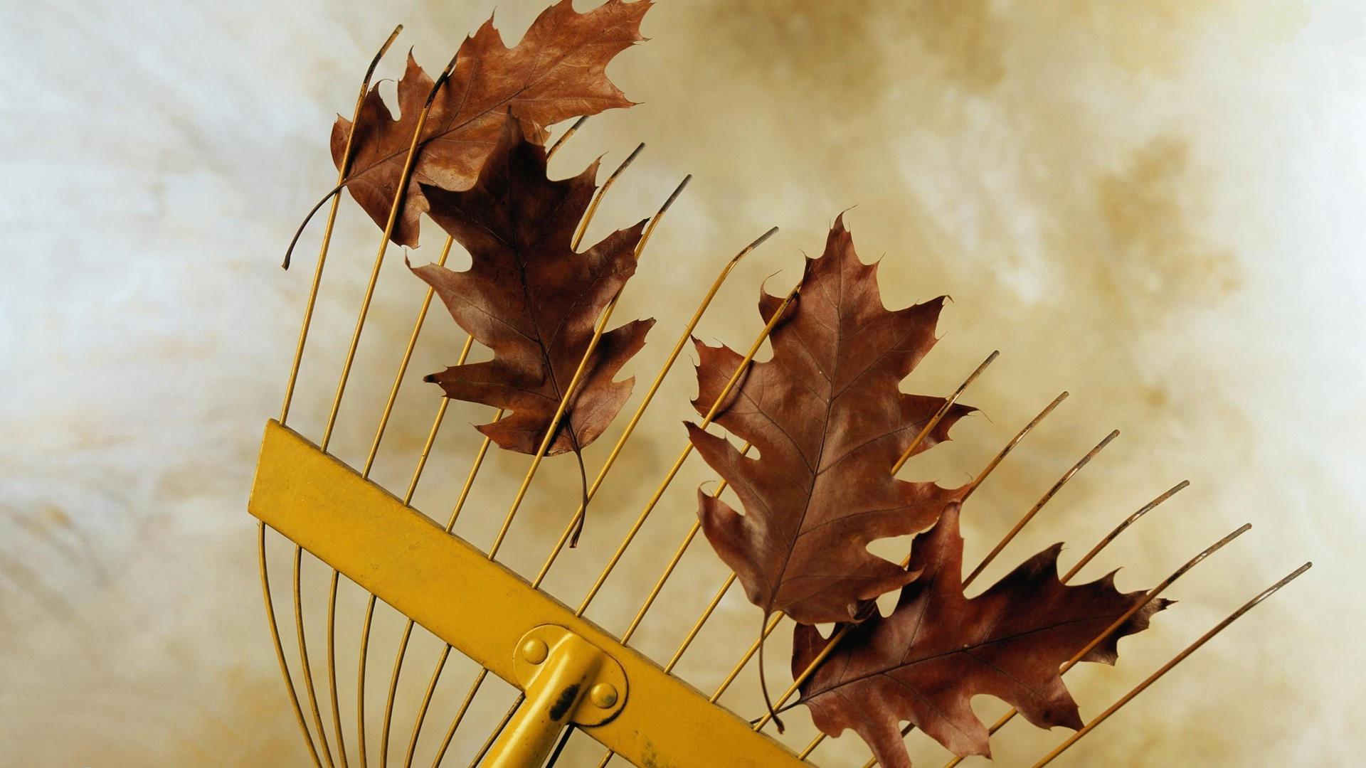 guz-yapraklari-1-1301525895