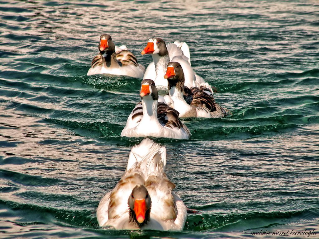 göl ve ördekler