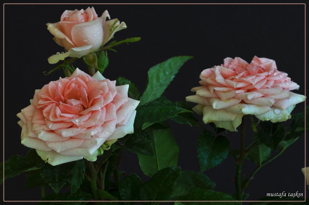 gül fotoğrafları - 2