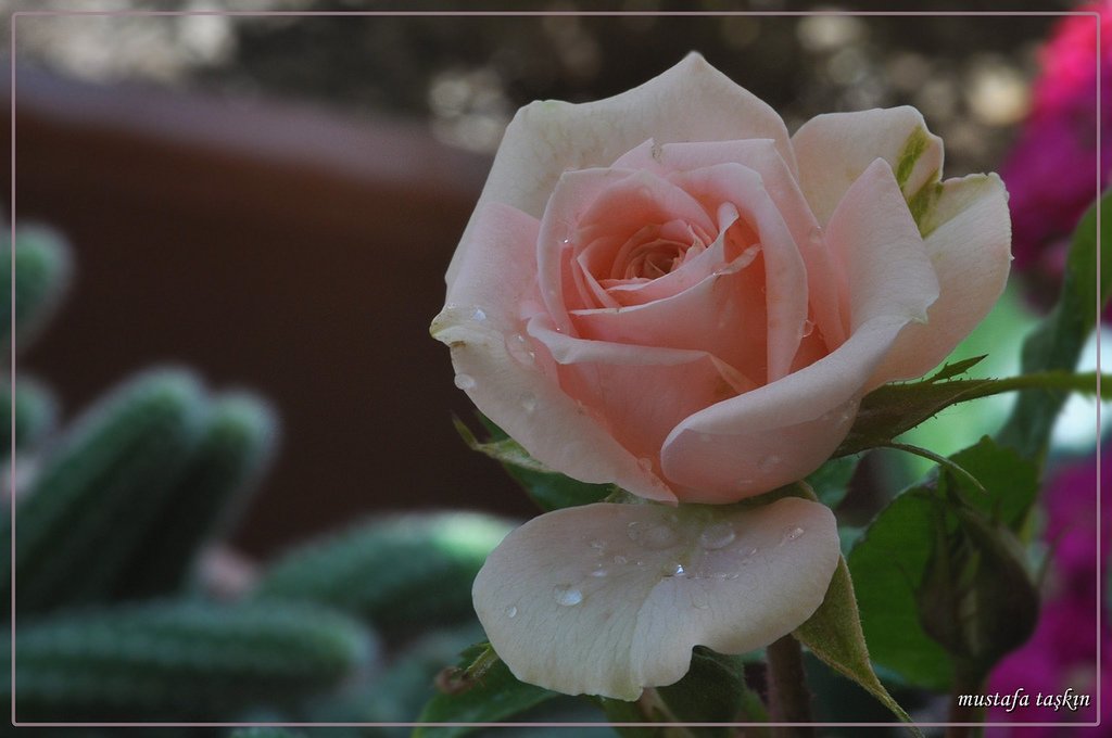 gül fotoğrafları - 3