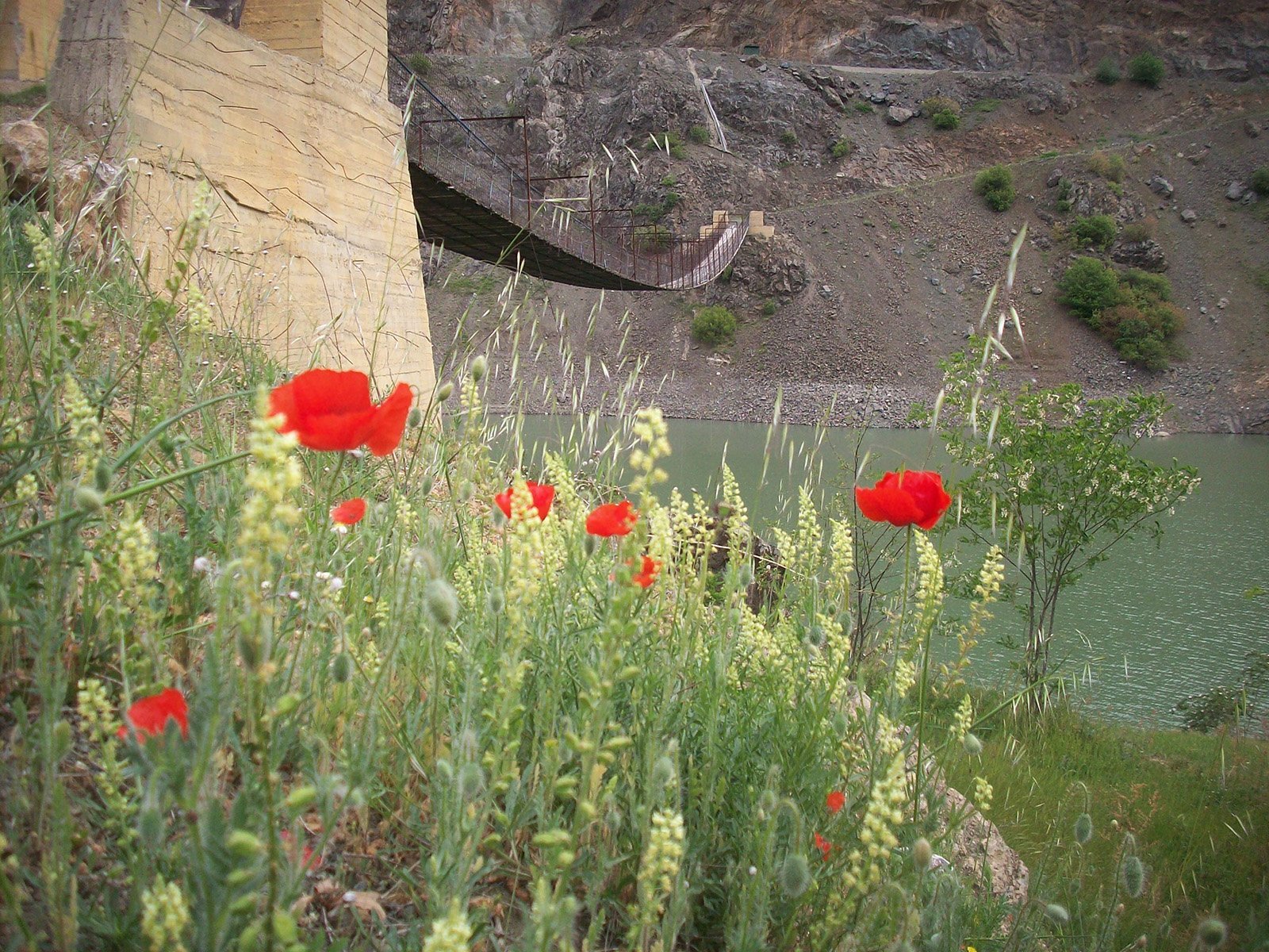 gümüşhane araköy köyü – çiçekler