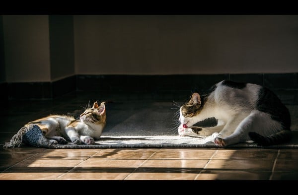 güneş banyosu ve kediler