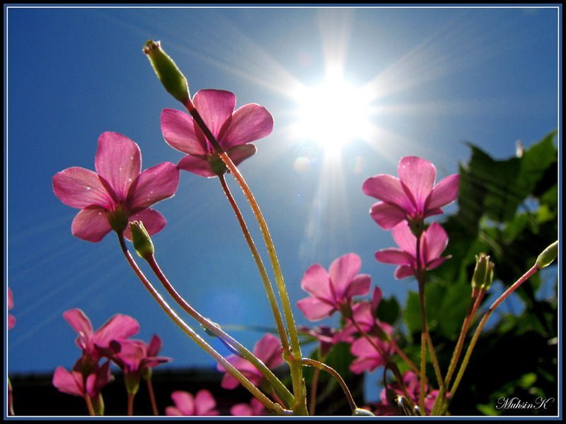güneş ve çiçekler