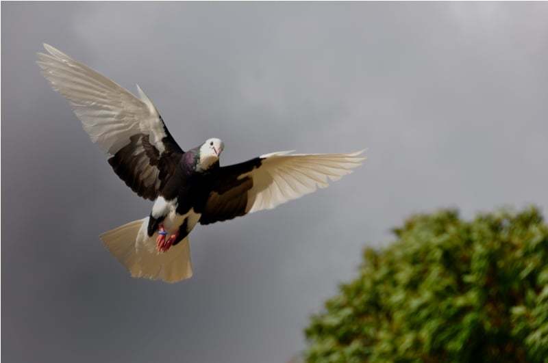 güvercin resimleri - 14