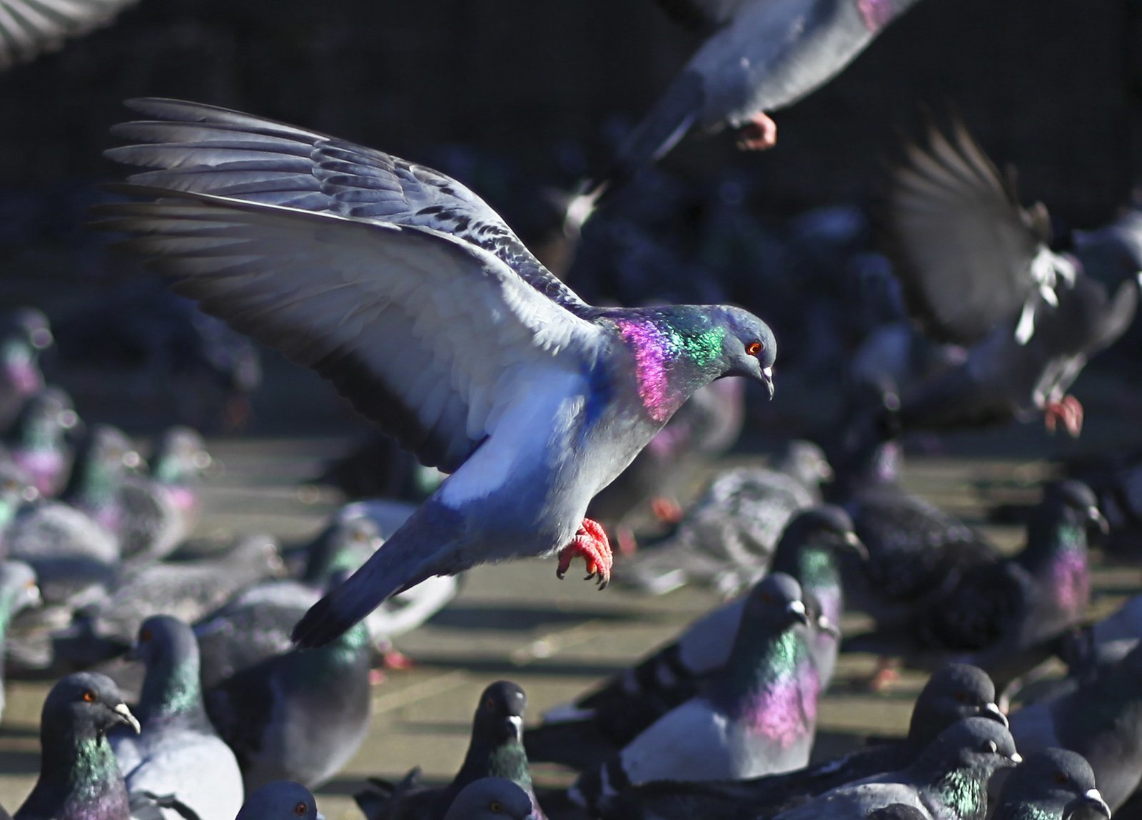 güvercin resimleri - 15