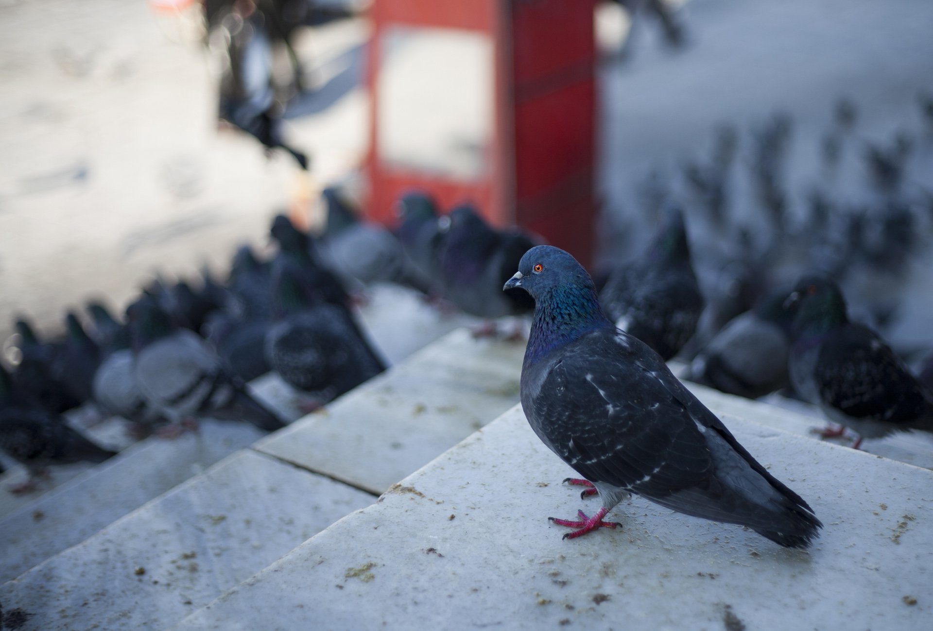 güvercin resimleri - 16