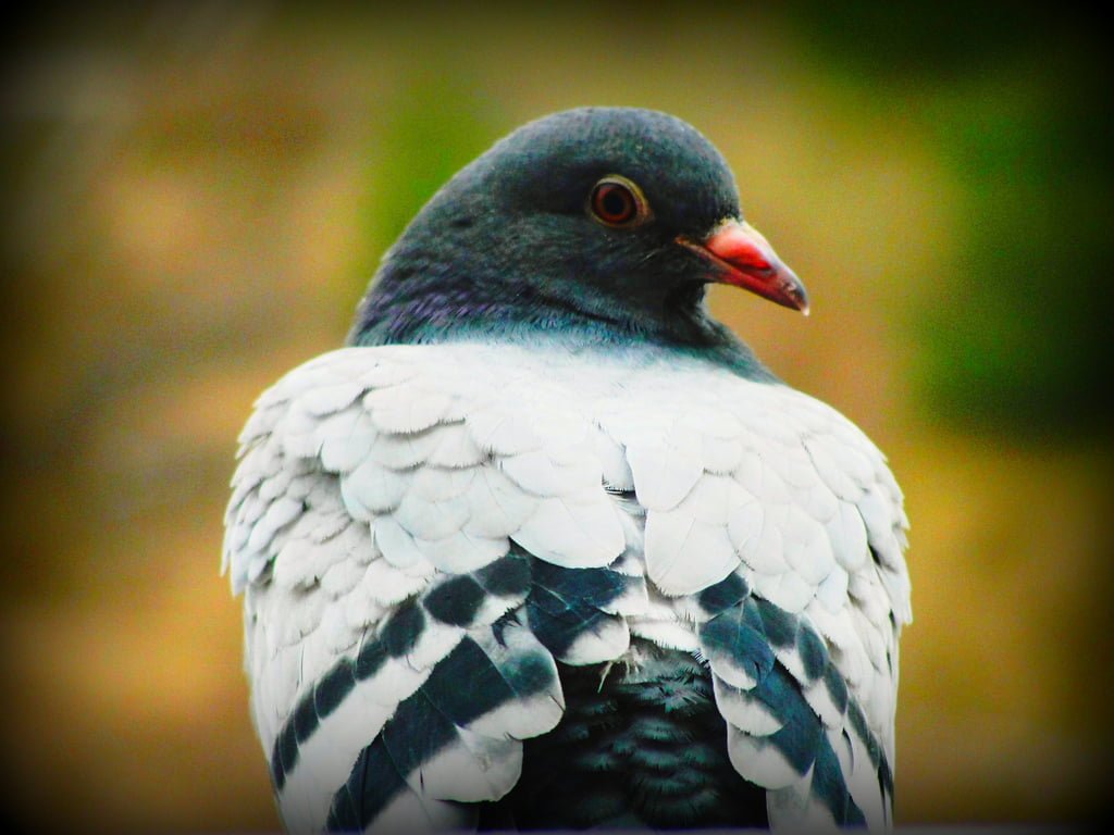 güvercin resimleri - 2