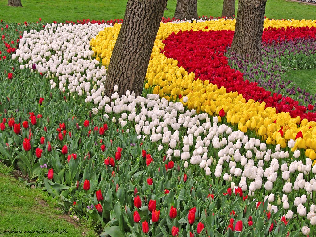 güzel lale bahçesi