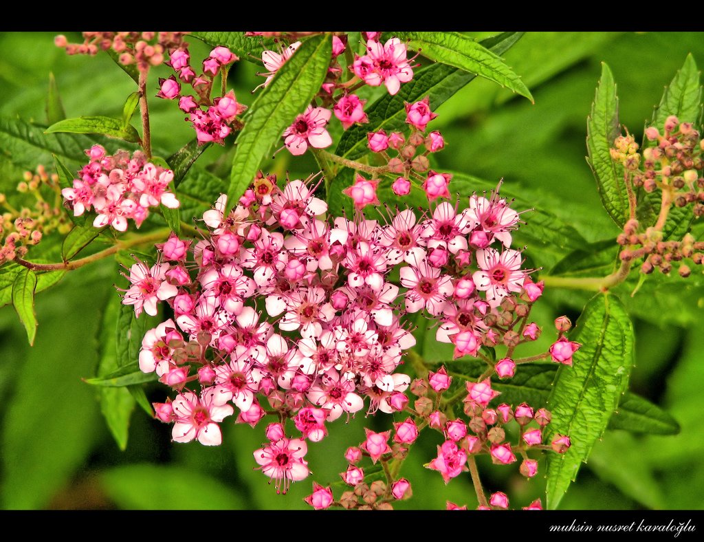 güzel renkli çiçekler