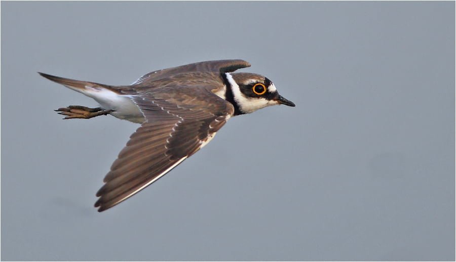 halkalı küçük cılıbıt