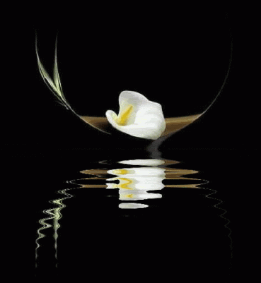 Hareketli Beyaz Çiçek Resmi