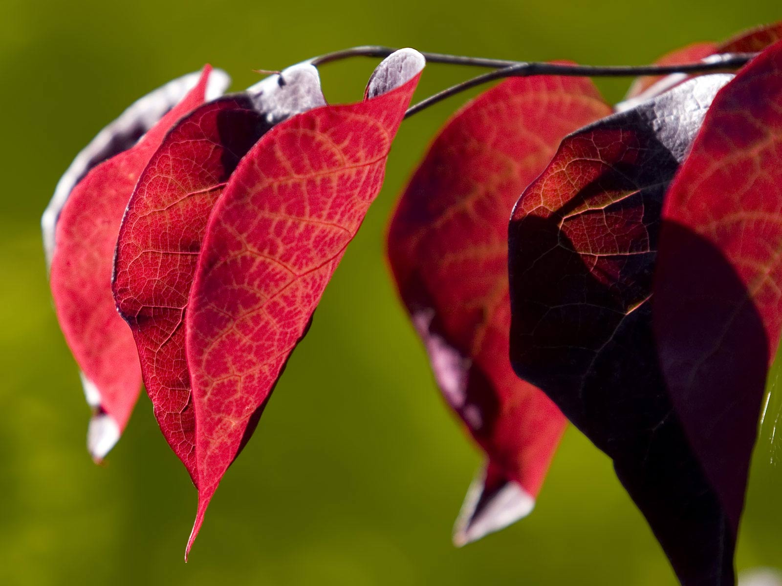 hazan-yapraklari-4-1297549731