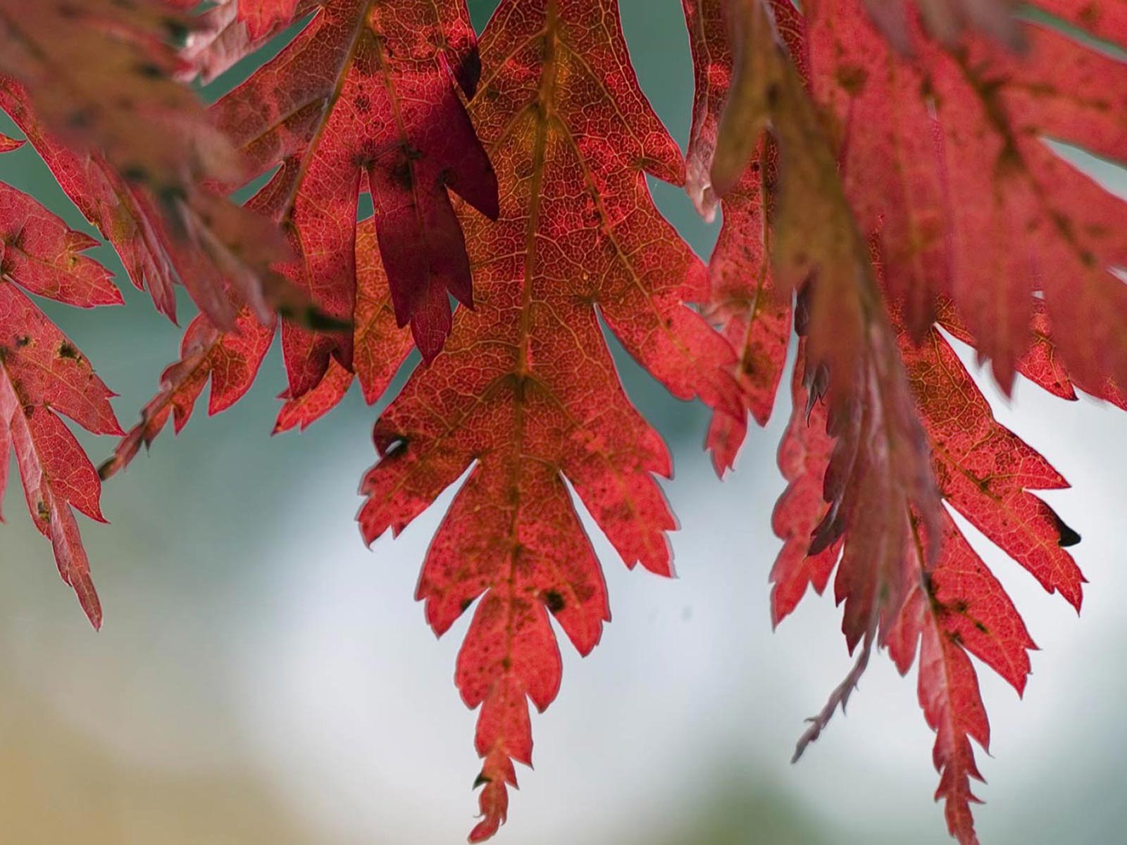 hazan-yapraklari-6-1297550349
