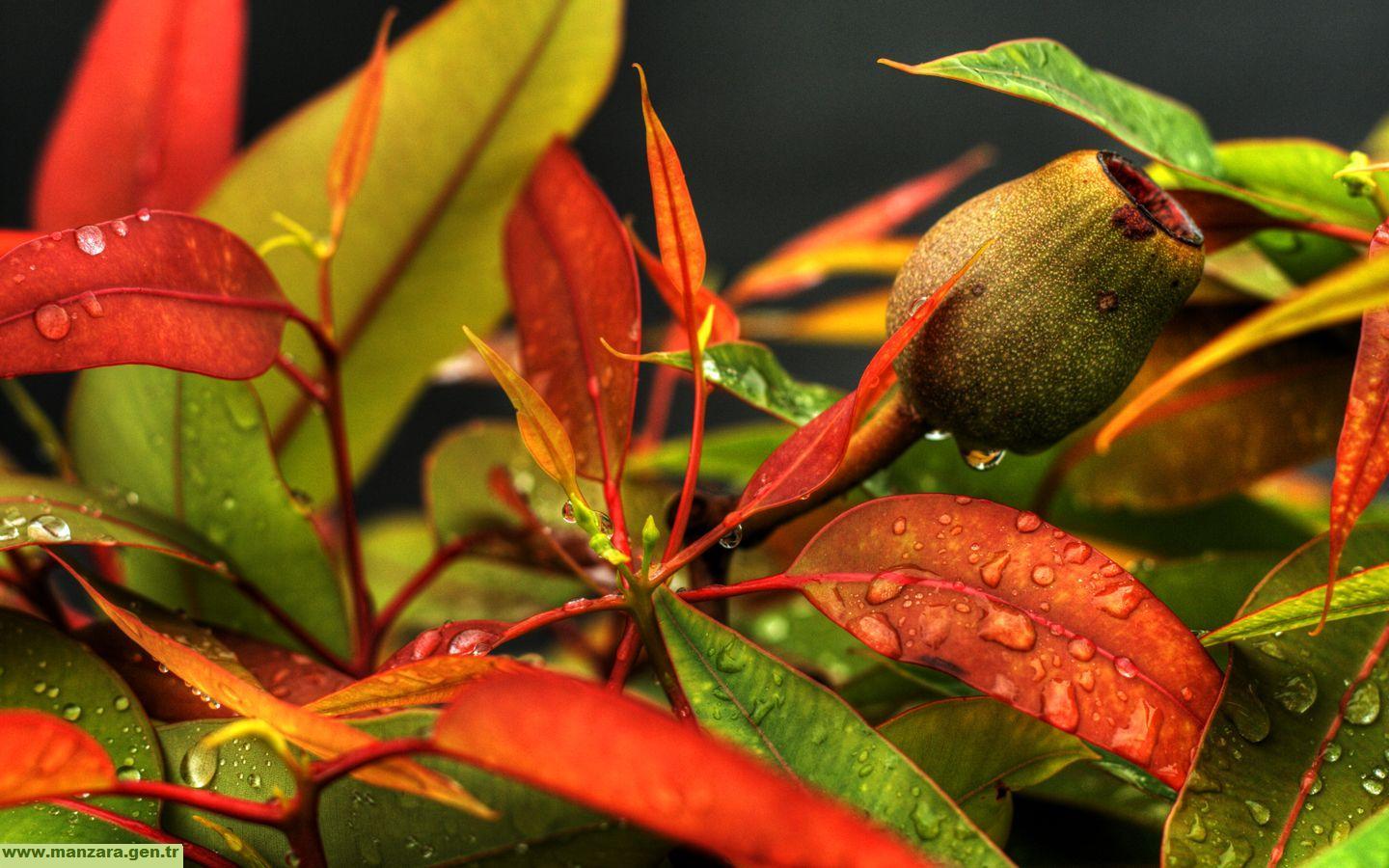 hazan-yapraklari-7-1297717528