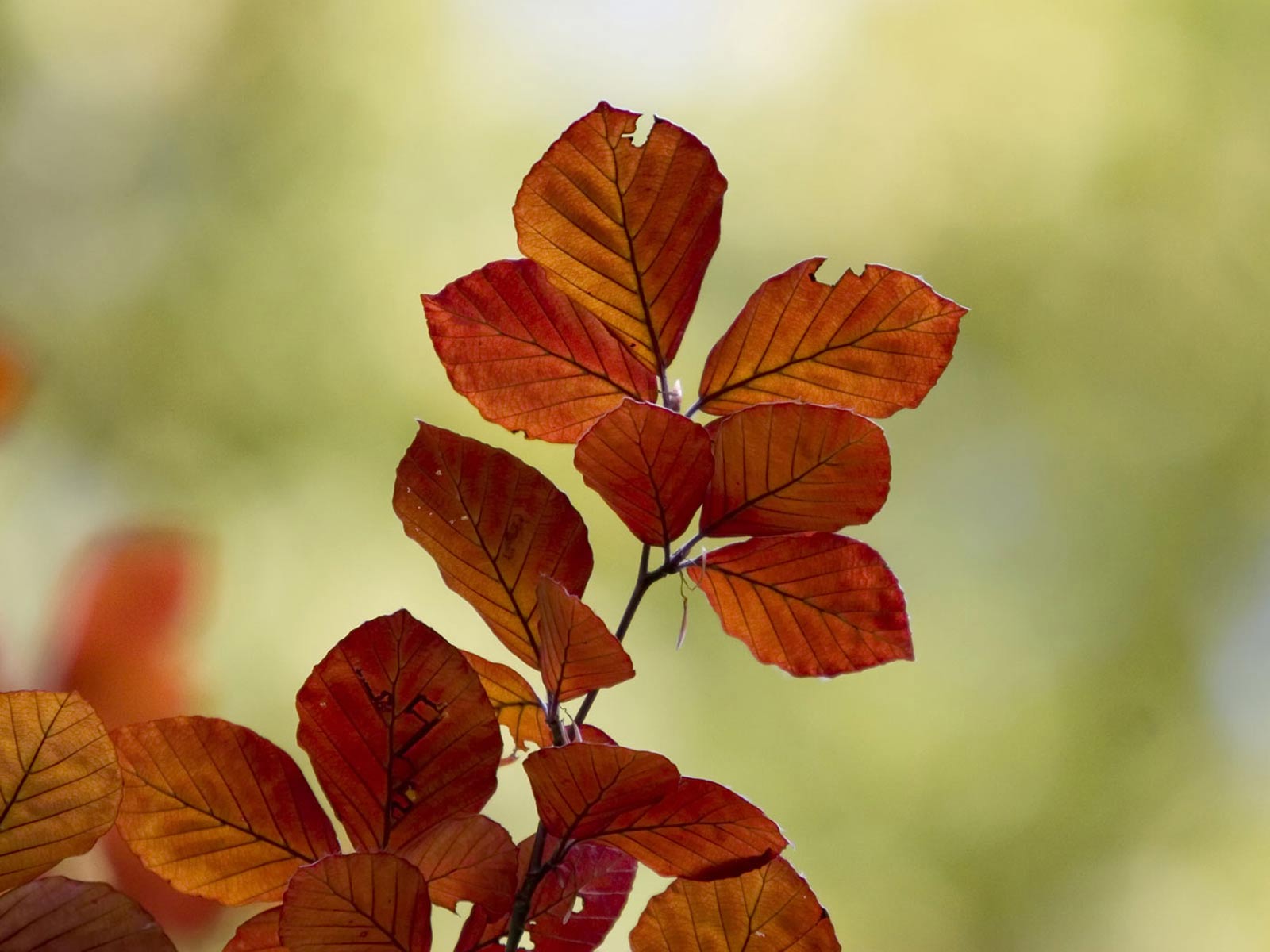 hazan-yapraklari-8-1297717613