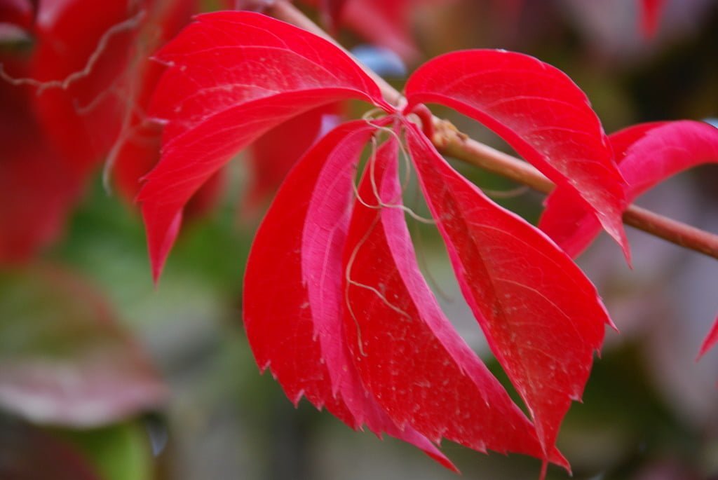 hazan-yapraklari-9-1297717700